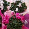 Florist plants cyclamen