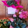 Florist plants seasonal flowering plant