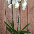 phalaenopsis flower